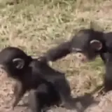 Animais WhatsApp sticker