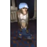 Figurinha de Animais para WhatsApp