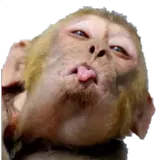 Figurinha de Memes para WhatsApp