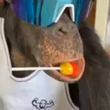 Figurinha de Animais para WhatsApp