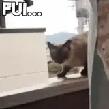Figurinha de Gatos para WhatsApp