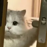 Figurinha de Gatos para WhatsApp