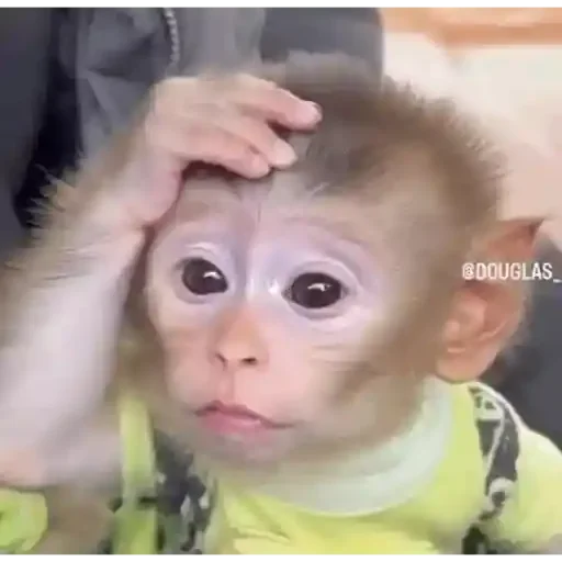 Figurinha para WhatsApp — Animais