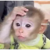 Figurinha de Animais para WhatsApp