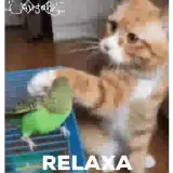 Sticker de Gatos para WhatsApp