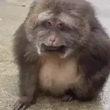 Figurinha para WhatsApp