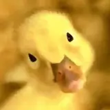 Sticker de Animais para WhatsApp