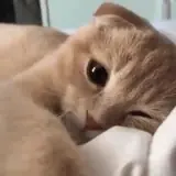 Figurinha de Gatos para WhatsApp