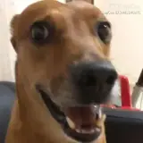 Cachorros WhatsApp sticker