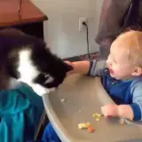 Figurinha de Animais para WhatsApp