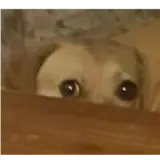 Figurinha de Cachorros para WhatsApp