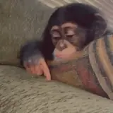 Figurinha de Animais para WhatsApp