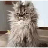 Figurinha de Gatos para WhatsApp