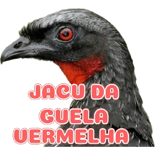 Coletadas sticker 35464