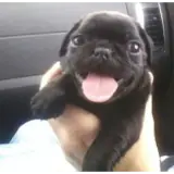 Figurinha de Cachorros para WhatsApp