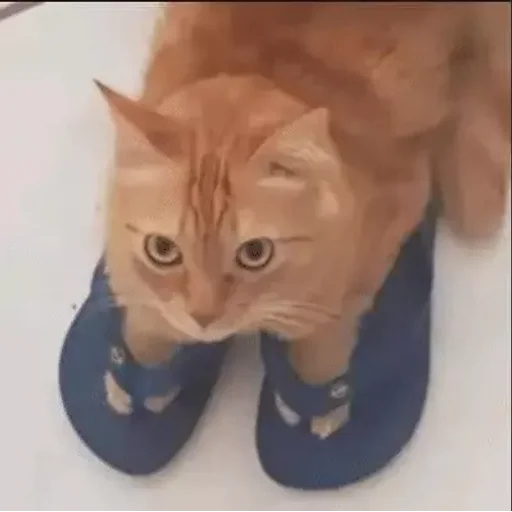 Figurinha para WhatsApp — Gatos