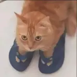 Figurinha de Gatos para WhatsApp