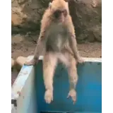 Figurinha para WhatsApp