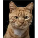 Figurinha de Gatos para WhatsApp