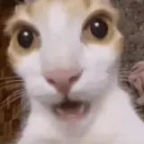 Figurinha de Gatos para WhatsApp