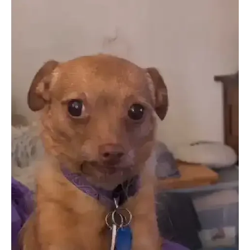 Figurinha para WhatsApp — Cachorros