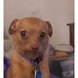 Sticker de Cachorros para WhatsApp