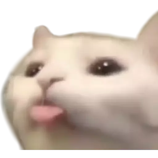 Figurinha para WhatsApp — Gatos