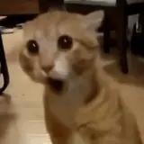 Figurinha de Gatos para WhatsApp