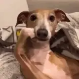 Figurinha de Cachorros para WhatsApp