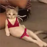 Figurinha de Gatos para WhatsApp