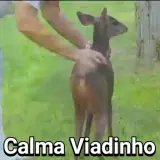 Figurinha de Cachorros para WhatsApp