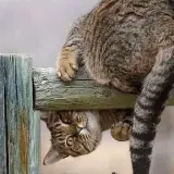 Figurinha para WhatsApp