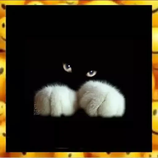 Figurinha para WhatsApp — Gatos