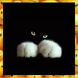 Sticker de Gatos para WhatsApp