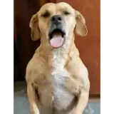 Figurinha de Cachorros para WhatsApp