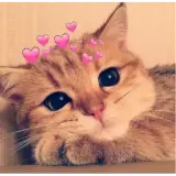 Figurinha de Gatos para WhatsApp