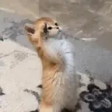 Figurinha de Gatos para WhatsApp