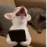 Figurinha para WhatsApp