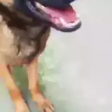 Figurinha de Cachorros para WhatsApp