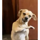 Figurinha de Cachorros para WhatsApp
