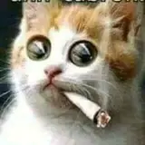 Figurinha de Memes para WhatsApp