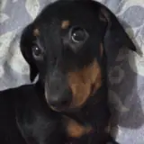 Sticker de Cachorros para WhatsApp