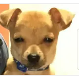 Figurinha de Cachorros para WhatsApp