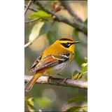 Sticker para WhatsApp