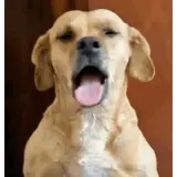 Cachorros WhatsApp sticker