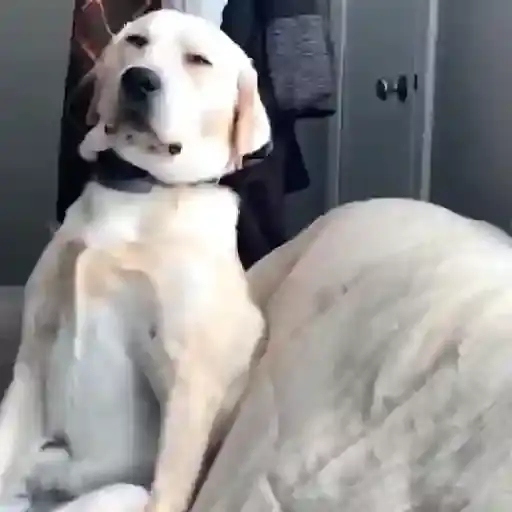 Coletadas sticker 450