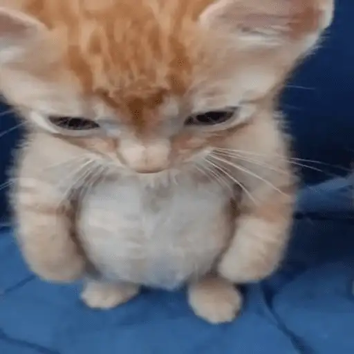 Coletadas sticker 369