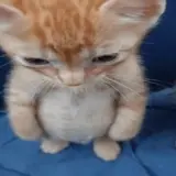 Figurinha para WhatsApp