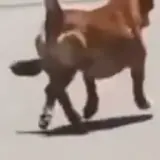 Figurinha para WhatsApp