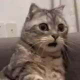 Figurinha de Gatos para WhatsApp